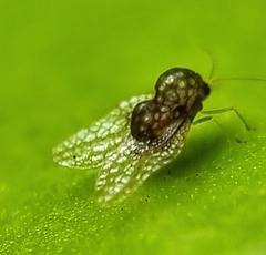 Alloiothucha artocarpi