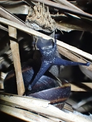 Thersites mitchellae