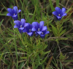 Gentiana pneumonanthe