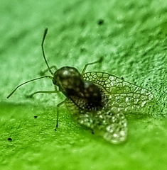 Alloiothucha artocarpi