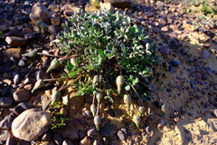 Gazania heterochaeta