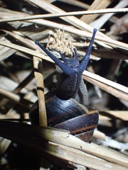 Thersites mitchellae