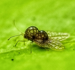 Alloiothucha artocarpi
