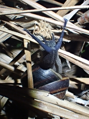 Thersites mitchellae