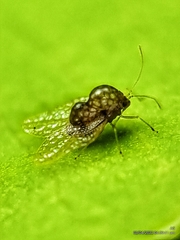 Alloiothucha artocarpi