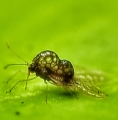 Alloiothucha artocarpi
