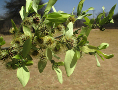 Combretum