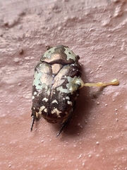 Protaetia aurichalcea