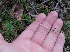Neottia cordata