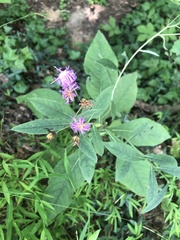 Vernonia glauca