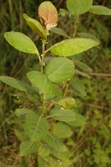 Salix caprea