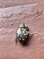 Protaetia aurichalcea