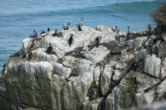 Phalacrocorax punctatus