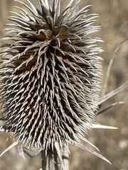 Dipsacus sativus