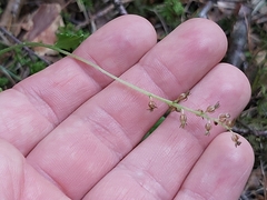 Neottia cordata