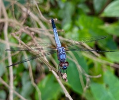 Brachydiplax chalybea