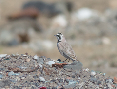 Eremophila alpestris