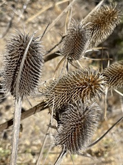 Dipsacus sativus
