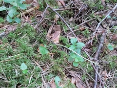 Neottia cordata