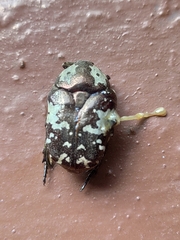 Protaetia aurichalcea