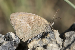 Pyronia tithonus