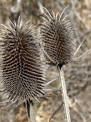 Dipsacus sativus