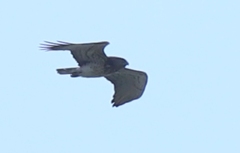 Circaetus gallicus