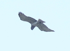 Circaetus gallicus