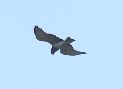 Circaetus gallicus