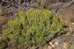 Leucadendron salignum