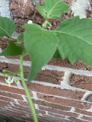 Solanum nigrum