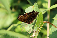 Polygonia comma