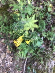 Aureolaria virginica