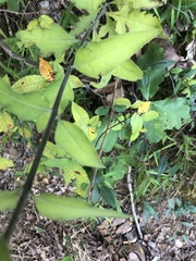 Aureolaria virginica