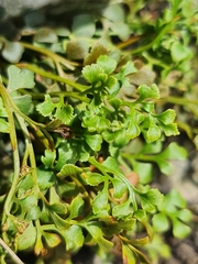 Asplenium ruta-muraria