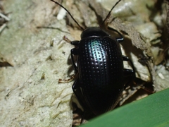 Chalcopteroides