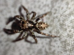 Plexippus paykulli