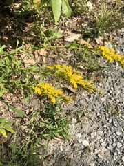 Solidago pinetorum