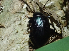 Chalcopteroides