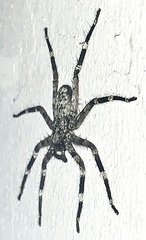 Selenopidae