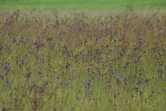Gentiana pneumonanthe