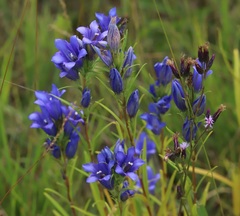 Gentiana pneumonanthe