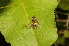 Myathropa florea