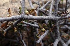 Pittosporum anomalum