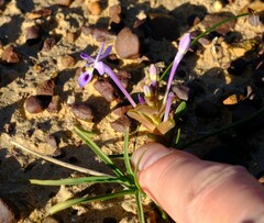 Lapeirousia pyramidalis regalis