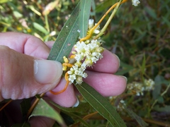 Cuscuta gronovii