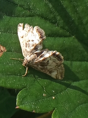 Cataclysta lemnata