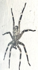 Selenopidae