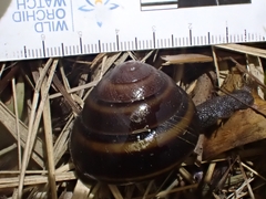 Thersites mitchellae