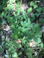 Lespedeza violacea
